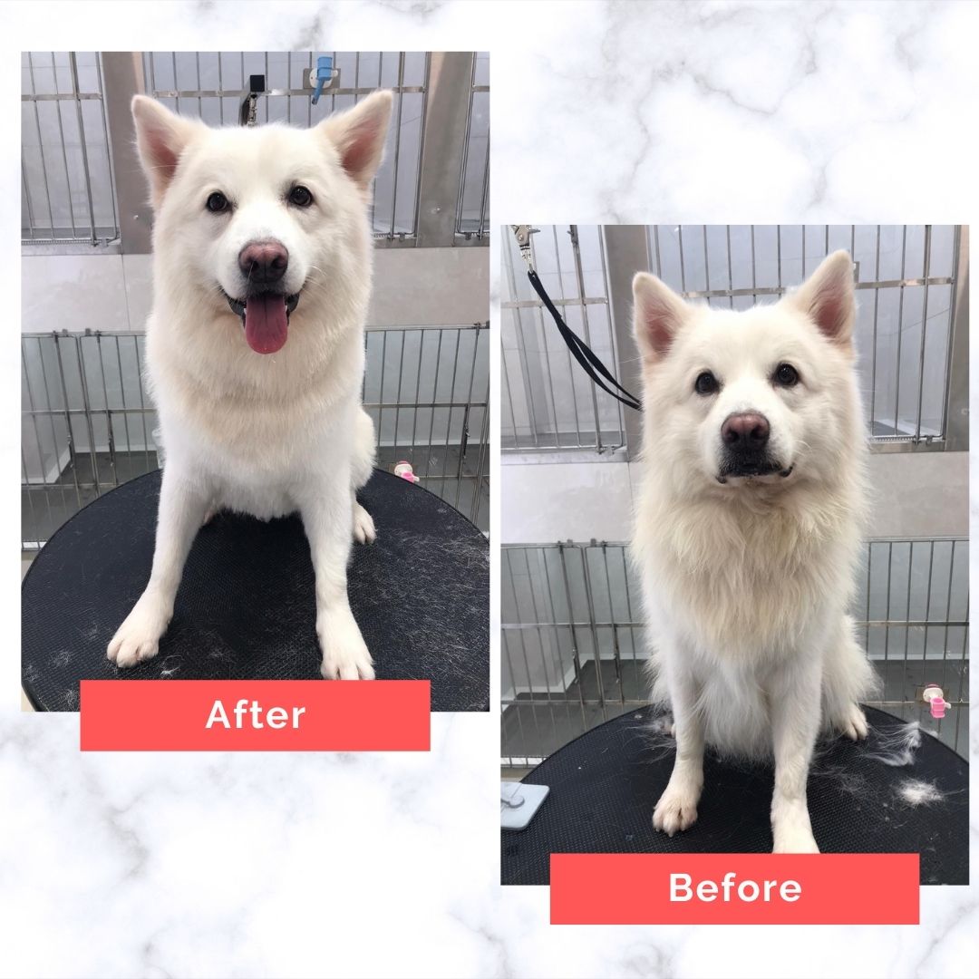 Japanese Spitz Dog Grooming Before and After
